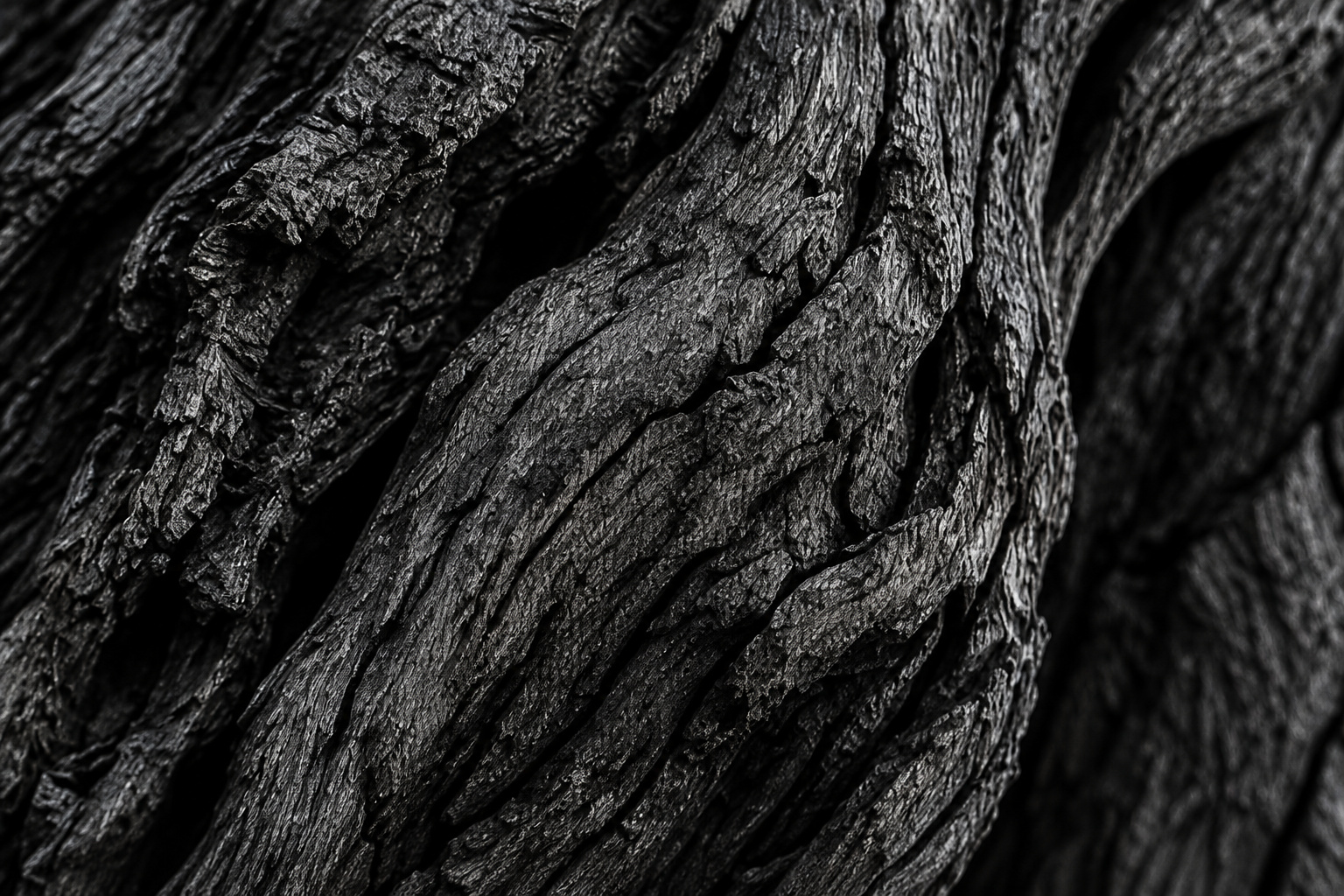 Écorce noire sculptée par la nature