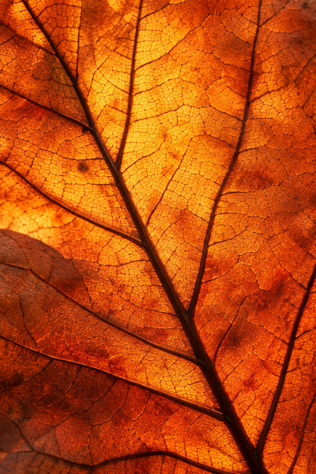 Feuille terracotta, photographie macro