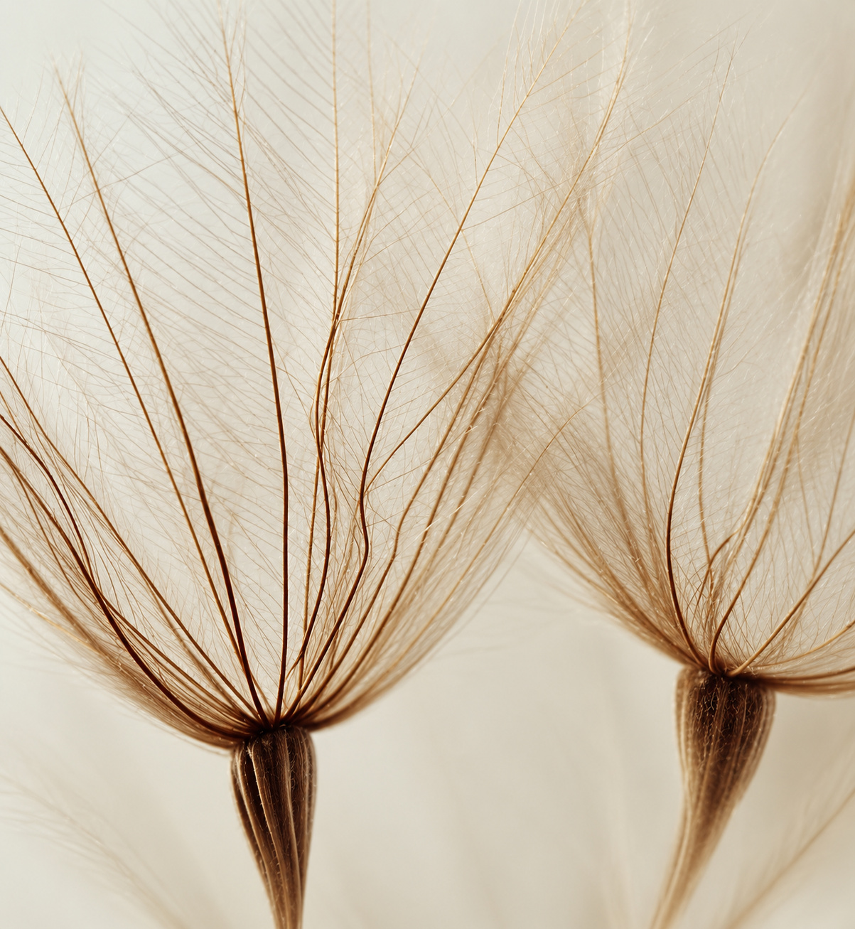 Inspiration de la planche NORDIC
